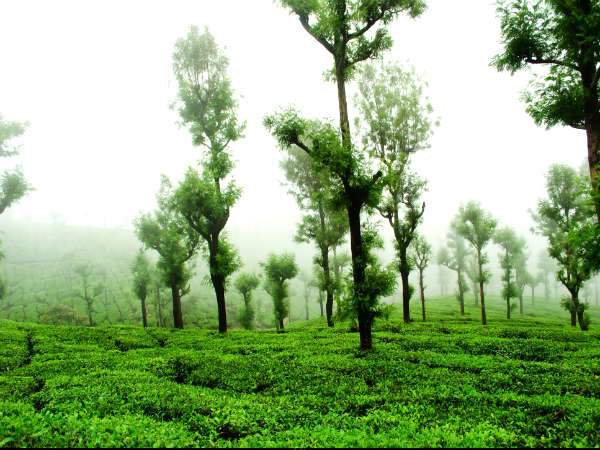 தேயிலைத் தோட்டங்கள் தேயிலைத் தோட்டங்கள்