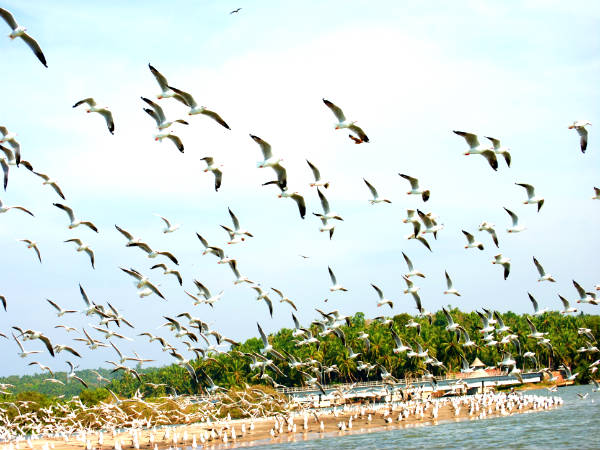 கடலுண்டி பறவைகள் சரணாலயம் கடலுண்டி பறவைகள் சரணாலயம்