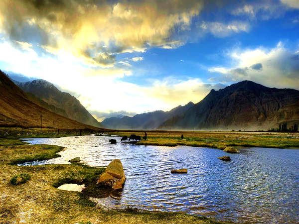 நீரருந்தும் கால்நடைகள்