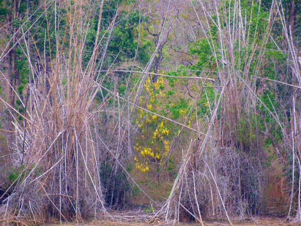 மூங்கில் தோட்டம்