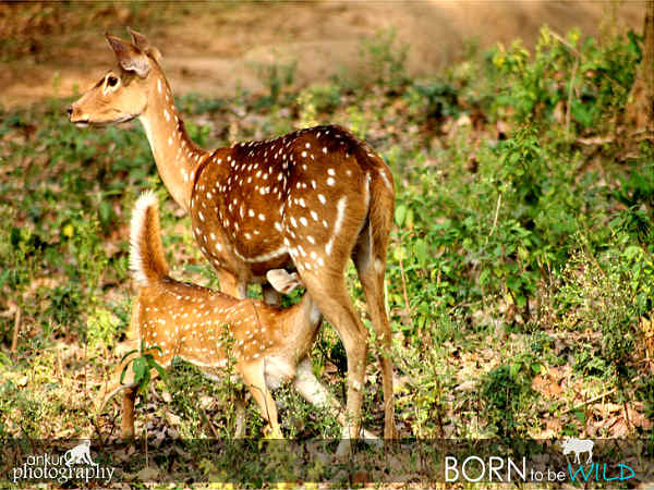 பாலருந்தும் மான் குட்டி!