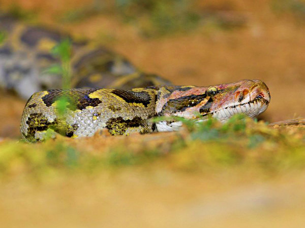 மலைப்பாம்பு