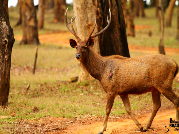 சாம்பார் மான்
