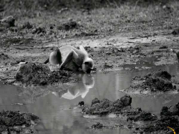 நீரருந்தும் குரங்கு