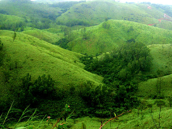 பச்சை புல்வெளிகள்