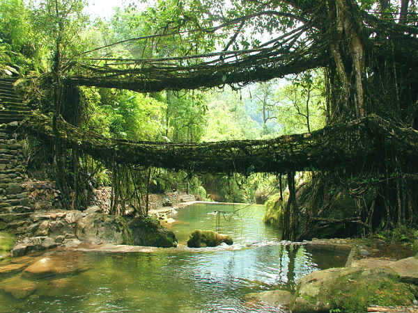 சிரபுஞ்சி வேர்ப்பாலம்