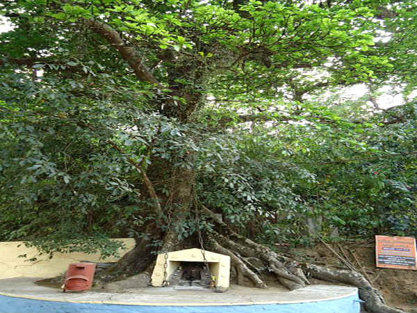 செயின் மரம்