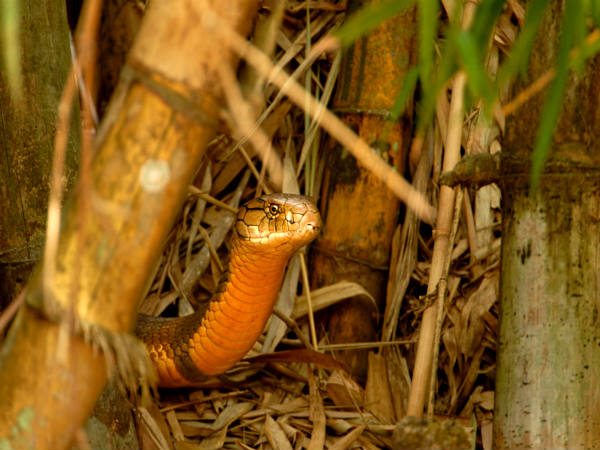 அகும்பே