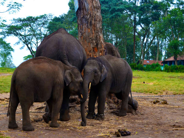 யானைகள் பயிற்சி முகாம், துபாரே