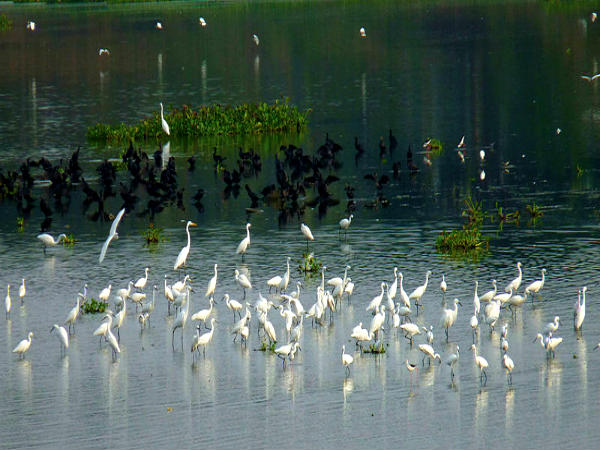 சிங்காநல்லூர் ஏரி