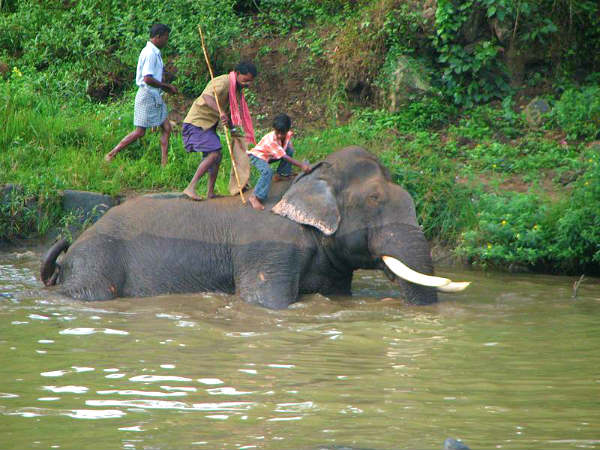 யானைக் குளியல்