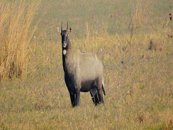  பரத்பூர்: 