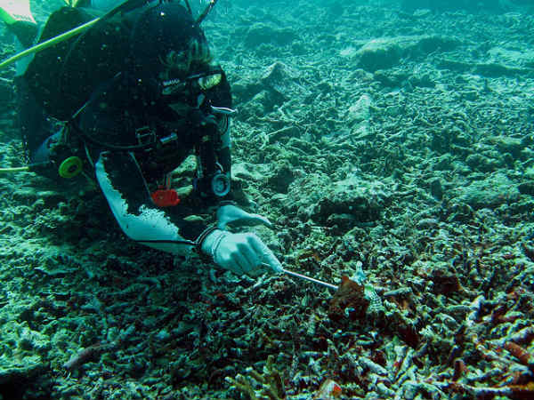 ஹவேலோக் தீவு, அந்தமான்: