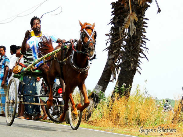 பொங்கல் விழாவை கொண்டாடிட நாம் செல்ல வேண்டிய ஐந்து இடங்கள் 