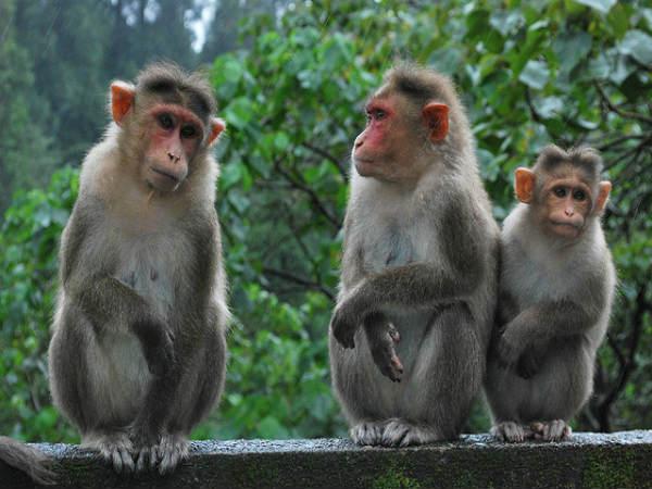 குதுரேமுக் - கர்நாடகாவின் அற்புதம்: 