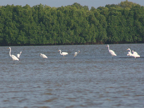 பிச்சாவரம் அலையாத்தி காடுகள்: 