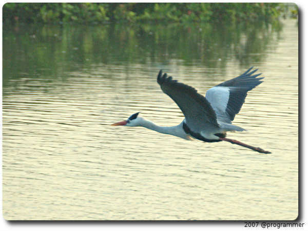 வேடந்தாங்கல்!!