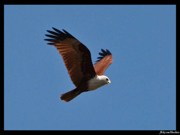 சலீம் அலி பறவைகள் சரணாலயம் : 