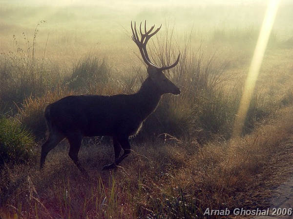 ஜான் ஸ்னோவை போல காட்டில் உலாவுங்கள் : 