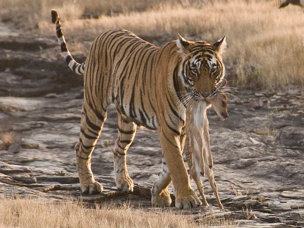 ஜான் ஸ்னோவை போல காட்டில் உலாவுங்கள் : 