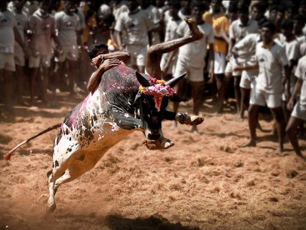 ஜல்லிக்கட்டு : ஜல்லிக்கட்டு :
