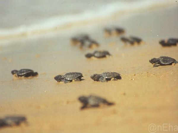 கல்ஜிபாக் பீச் : 