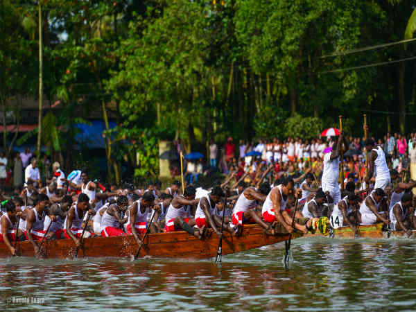 பாம்பு படகு போட்டி : பாம்பு படகு போட்டி :