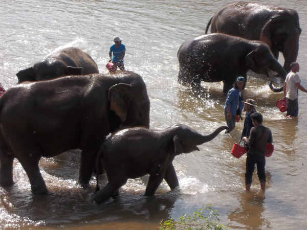 யானையை குளிப்பாட்டுவோமா ...? : 