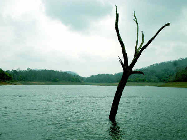 தேக்கடி : 