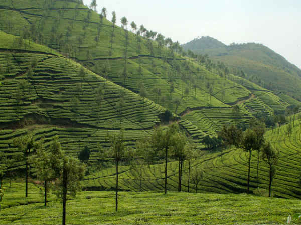 தேக்கடி : 