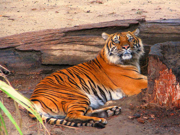 தேக்கடி : 