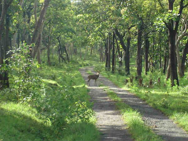 மசினகுடி - தீண்டா இயற்கை பேரழகு 