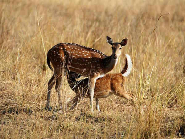 மவுன்ட் அபு : மவுன்ட் அபு :