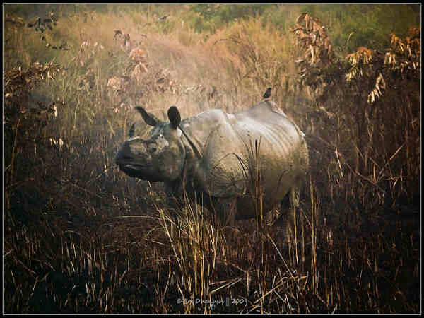 காசிரங்கா தேசிய பூங்கா 