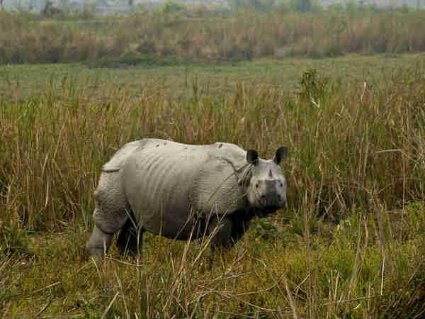 காசிரங்கா தேசிய பூங்கா 