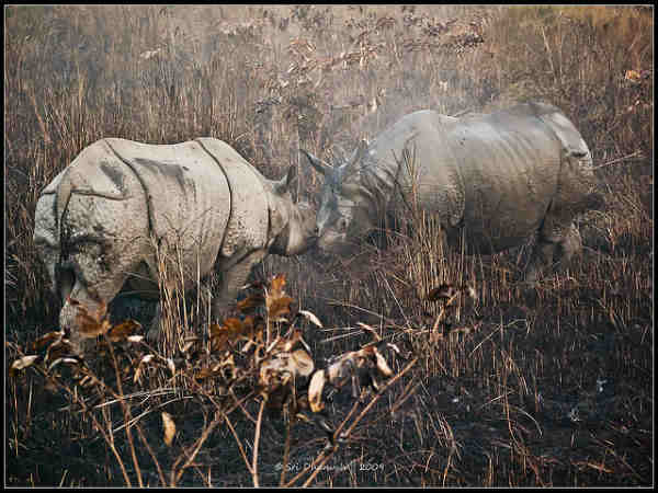 காசிரங்கா தேசிய பூங்கா - புகைப்படங்கள் 