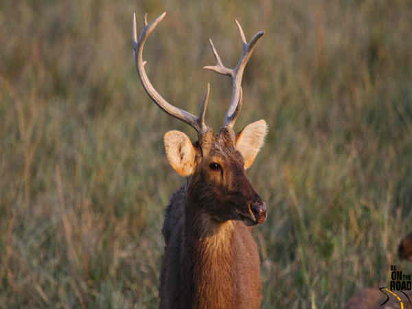 காசிரங்கா தேசிய பூங்கா 