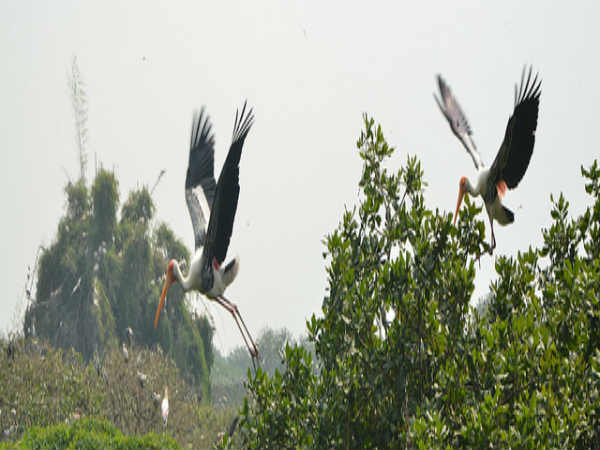 வேடந்தாங்கல் பறவைகள் சரணாலயம்