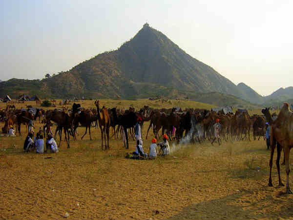  புஷ்கர் கால்நடை திருவிழா