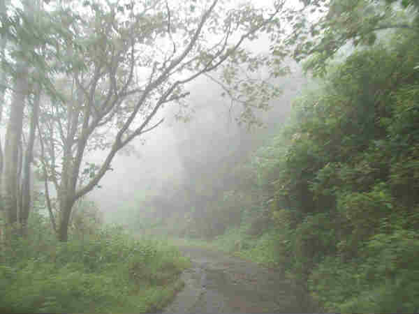 கோபர் மரங்கள்: 