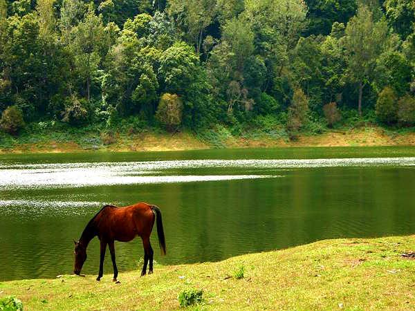 மூணார்: மூணார்: