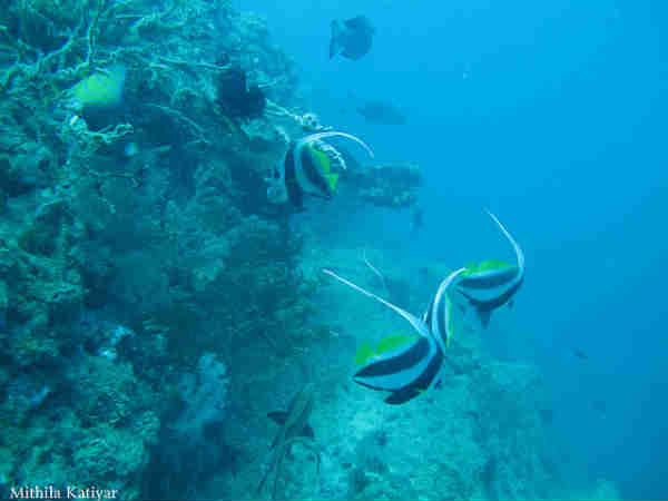 ஸ்கூபா டைவிங்: 