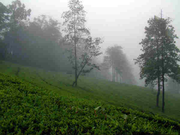 மேகமலையில் எங்கே தங்குவது?