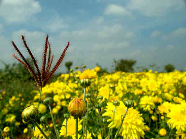 பூக்களின் பள்ளத்தாக்கு !