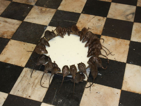 3. கர்னி மாதா கோவில்