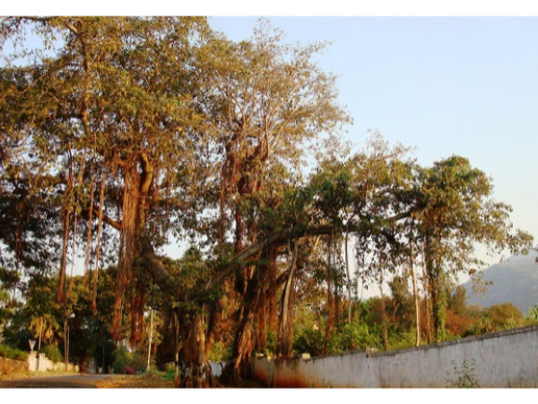 புளூ கிராஸ் ரோடு புளூ கிராஸ் ரோடு