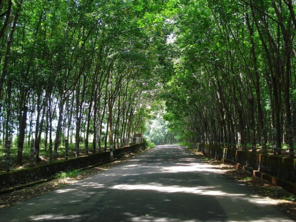 பேச்சிப்பாறை - குலசேகரம் சாலை பேச்சிப்பாறை - குலசேகரம் சாலை