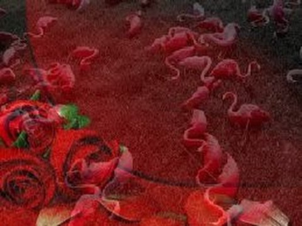 ஒட்டுமொத்தமாக தற்கொலை செய்துகொள்ளும் பறவைகள் கூட்டம்