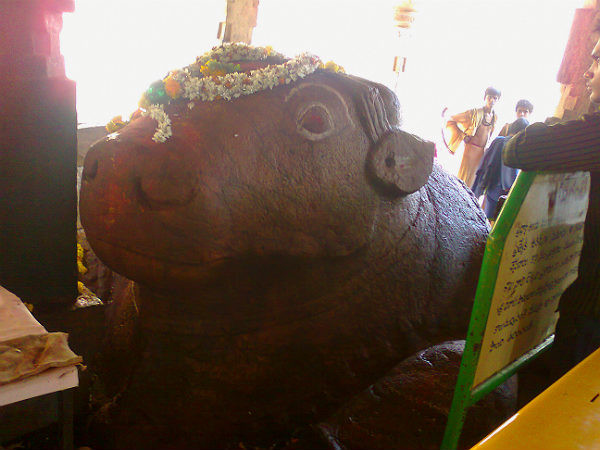 வளரும் நந்தி