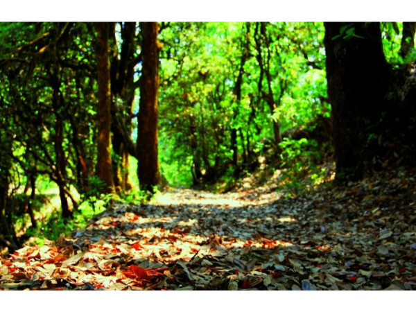 அல்மோரா காடுகள்